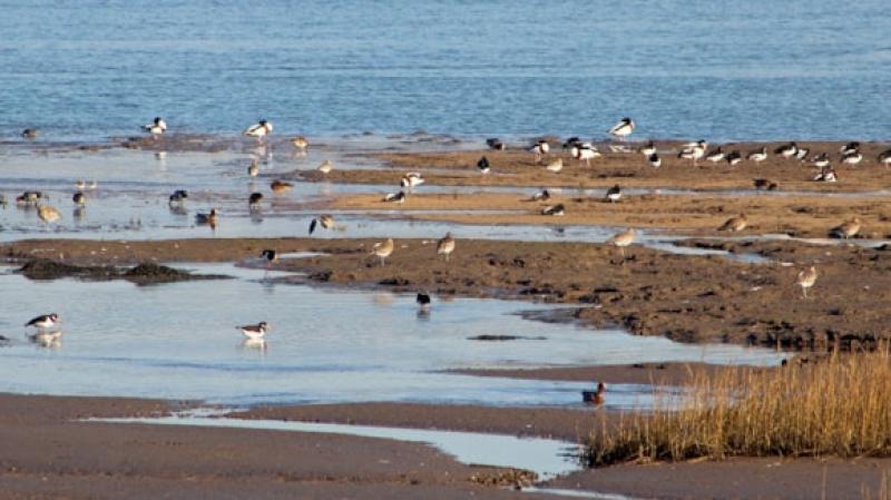 Council urges vigilance as winter birds return to Northam Burrows