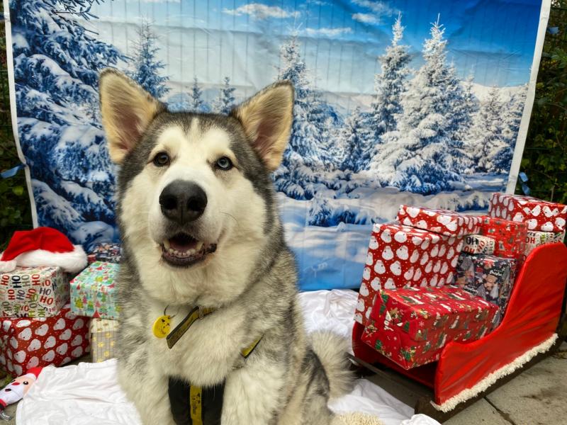 Diesel waits for his forever home this Christmas