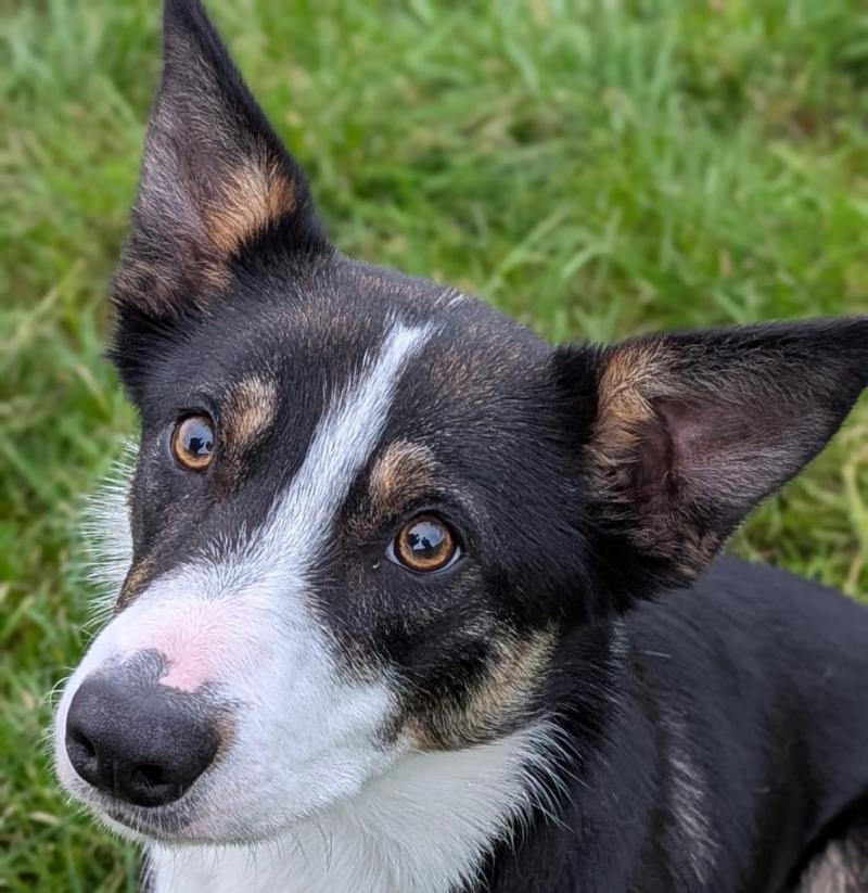 Council issues appeal to find home for abandoned collie