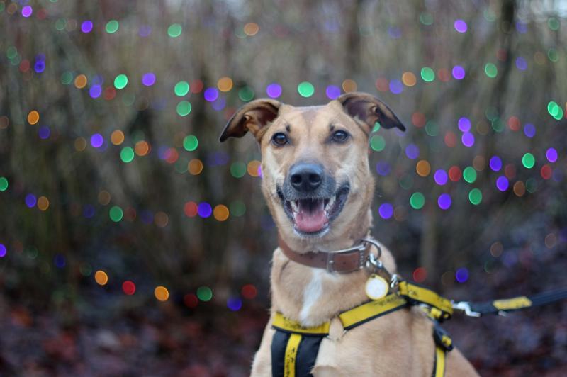 Top tips to keep dogs calm this New Year