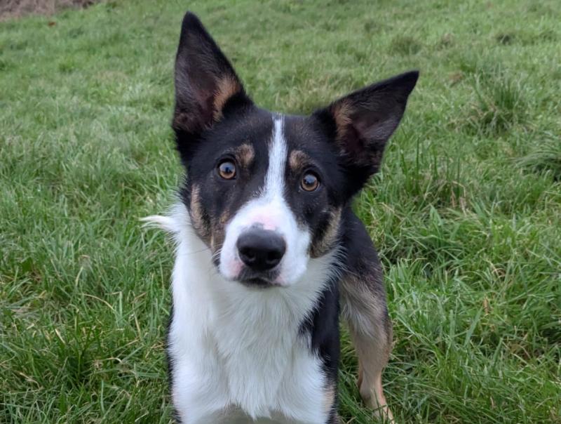 Council renews plea to find a home for abandoned Collie