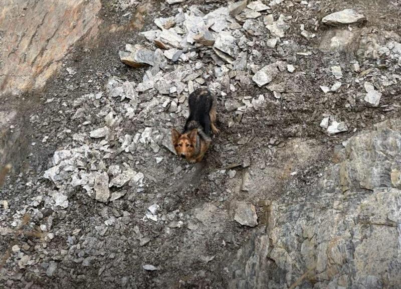 Missing dog rescued after 11-day search 