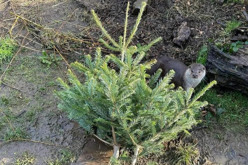 Rescued otter cubs enjoy festive fun with donated Christmas trees