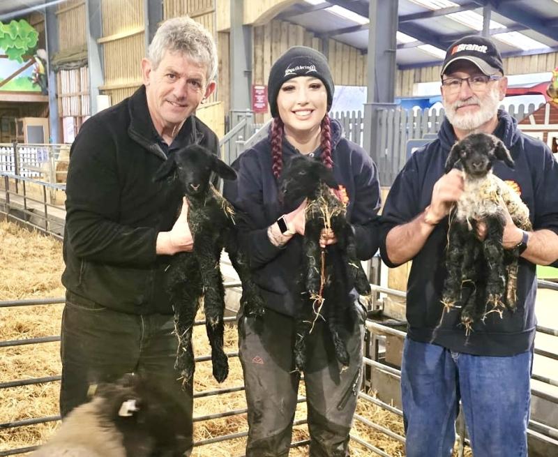 Tourist attraction launches 'Name the Sheep' competition