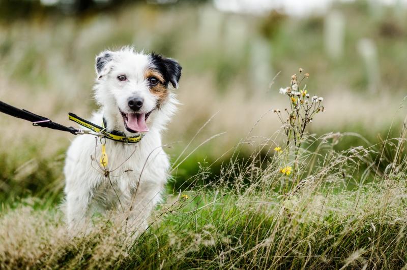 Dogs Trust Ilfracombe urges responsible walking after survey results