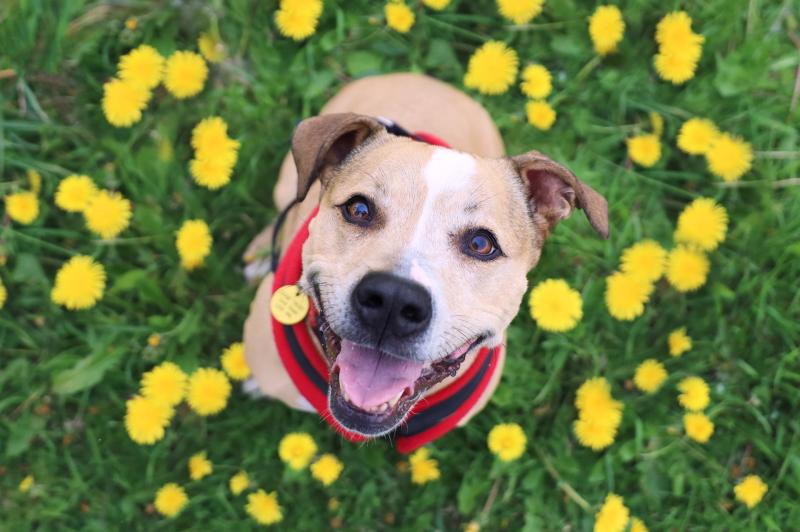 Dogs Trust Ilfracombe issues warning to dog owners about spring flowers