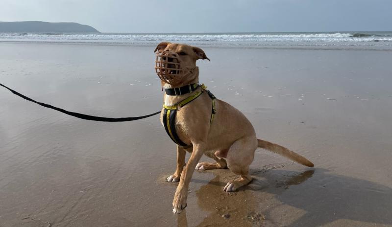 ndg DT Ilfracombe muzzles - Nuche (2)