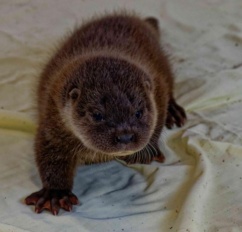Tiny otter cub rescued from busy dual carriageway