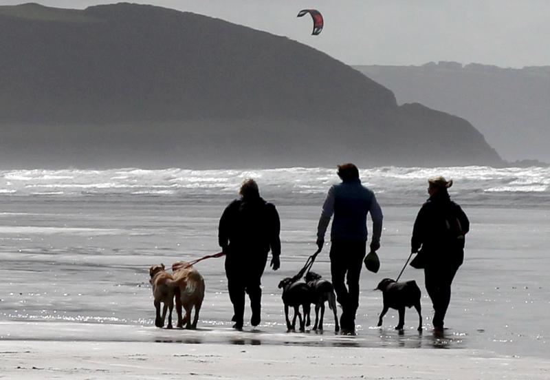 ndg WWH dogs on beach