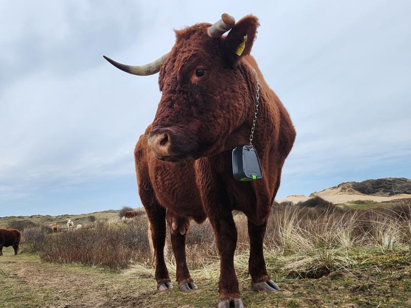 ndg Burrows cow collars