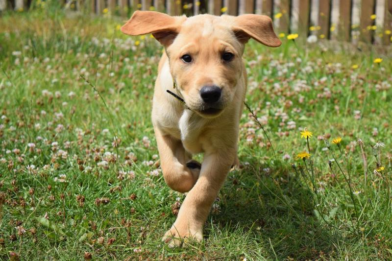Dogs Trust warns of heatstroke risk as UK weather warms