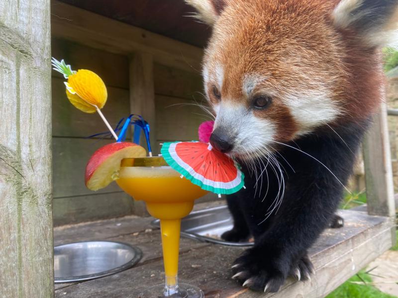 ndg Exmoor Zoo red panda cocktails 1