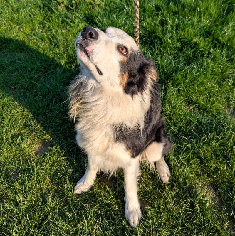 Council seeks help to find home for lovable Collie