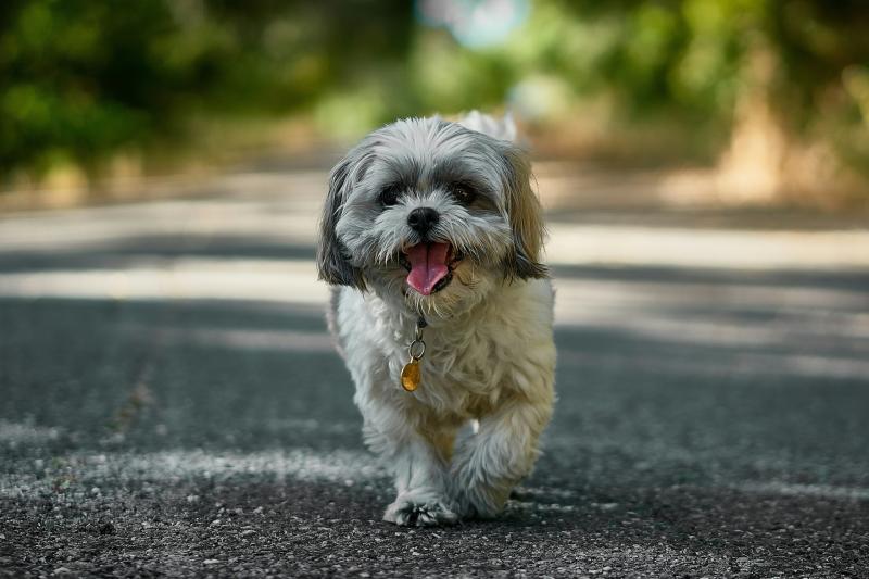 ndg dog generic nikolay-tchaouchev-unsplash
