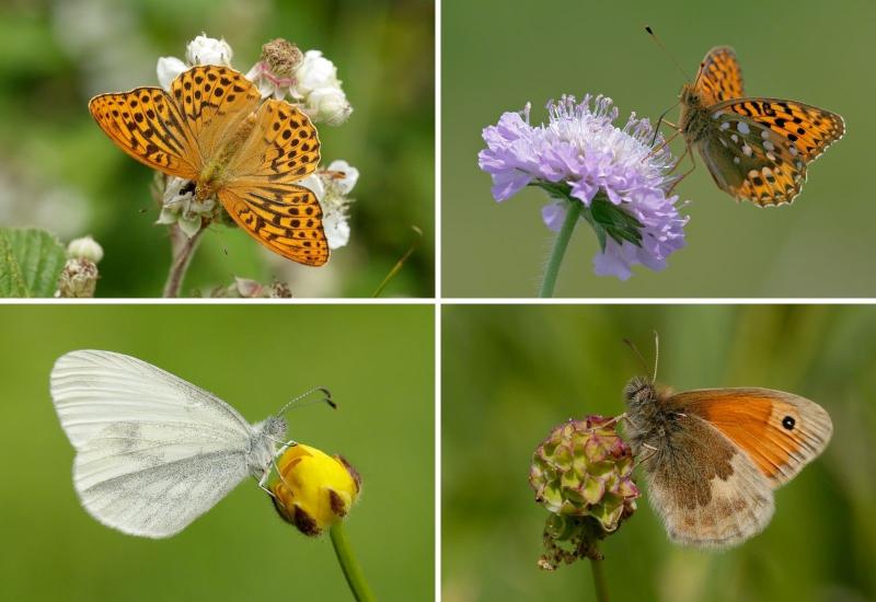 ndg Devon butterflies under threat composite