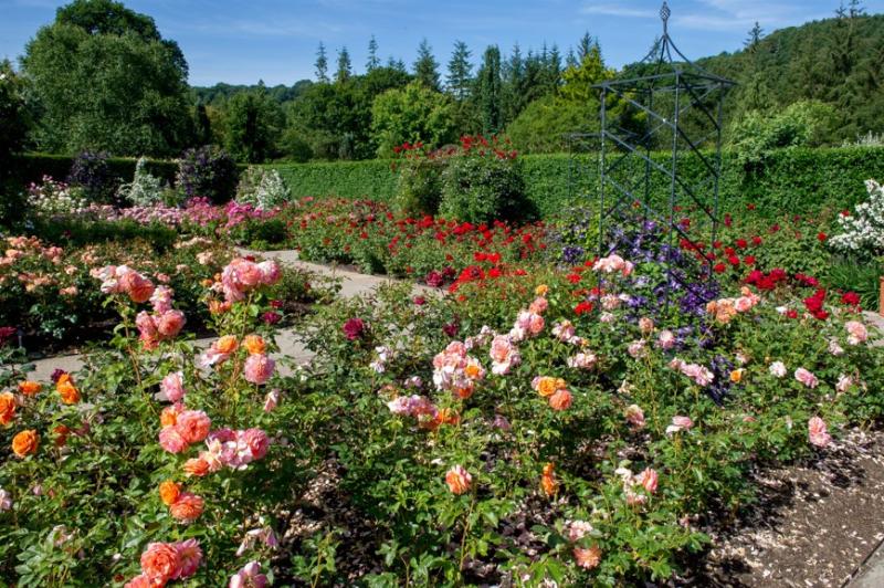 ndg Rosemoor roses 3