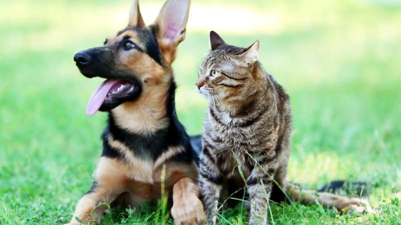 ndg National Microchipping Month 2025_cropped