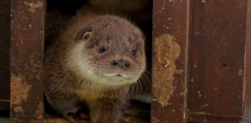 ndg Scratch otter cub