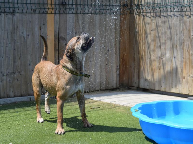 ndg dogs trust heatwave warning
