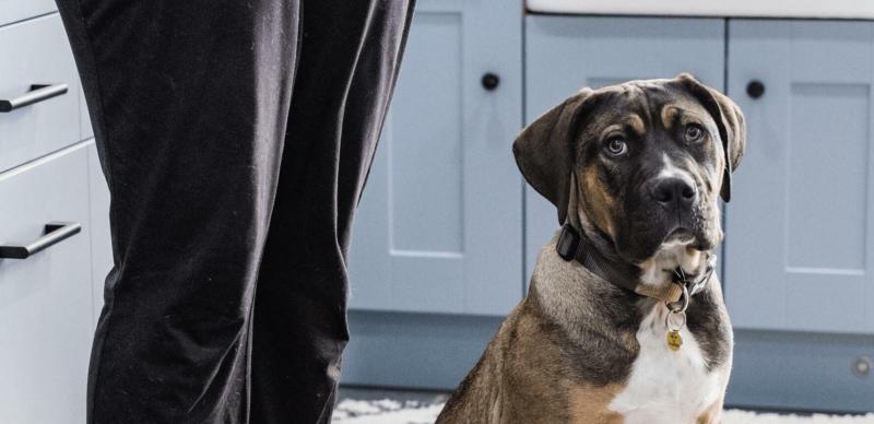 ndg World Chocolate Day - Dogs Trust