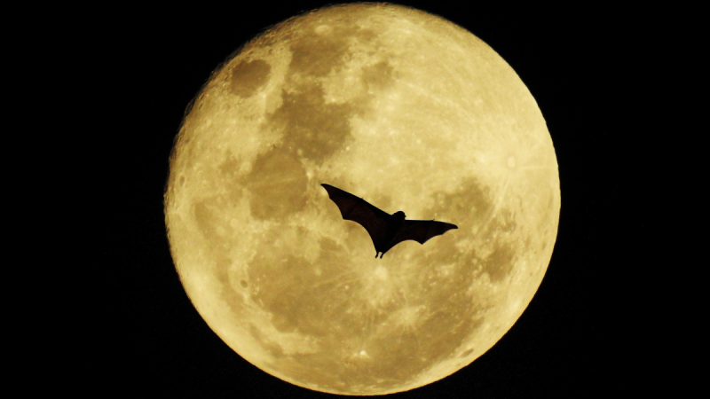 ndg bat walk