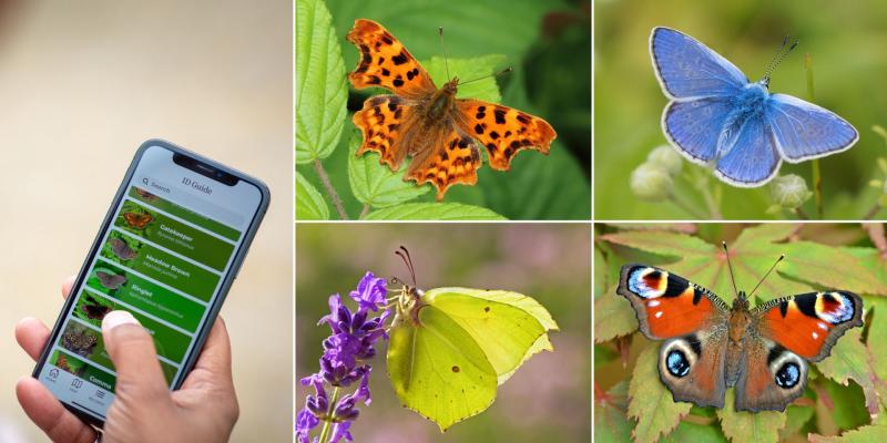 ndg Big Butterfly Count compsite