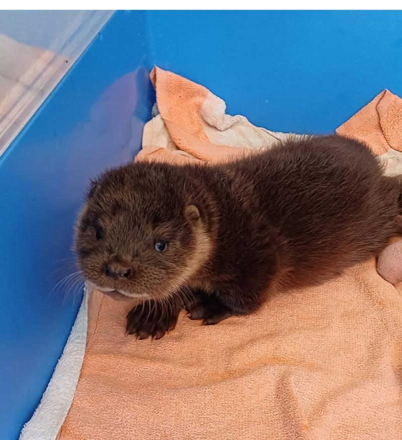 'He wouldn’t have survived much longer' – Tiny otter cub’s miracle rescue and new life in Devon