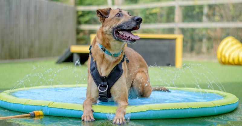 ndg Dogs Trust heatstroke warning