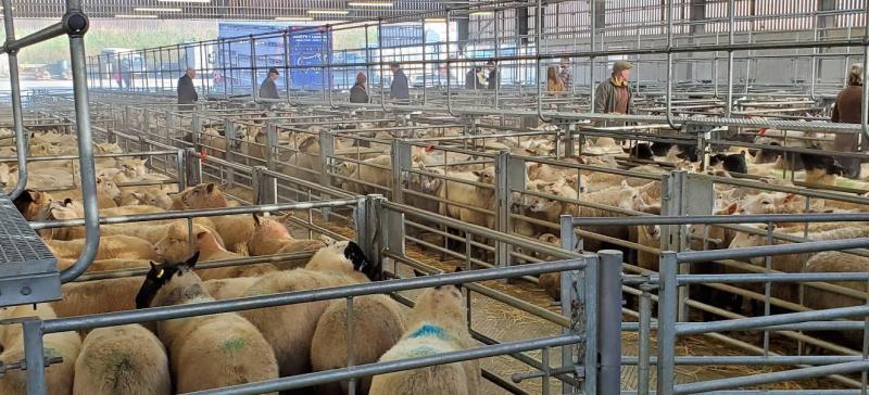 lievstock market