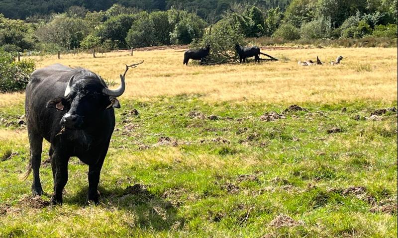Buffalo investigating the new site ©NTI Alice