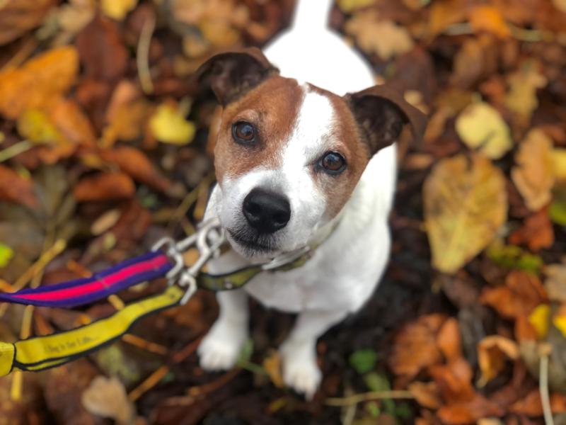 “Remember, Remember 5th October”  - Dogs Trust urges owners to act now to reduce stress this firework season