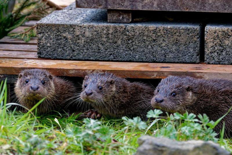 UKWOT Cubs