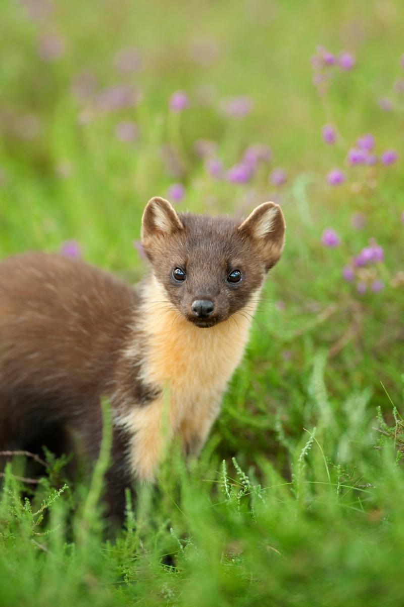 Pine marten credit Terry Whittaker 2020Vision 2