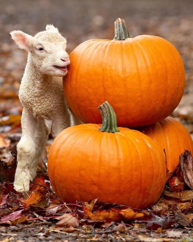 The Big Sheep Halloween (2)