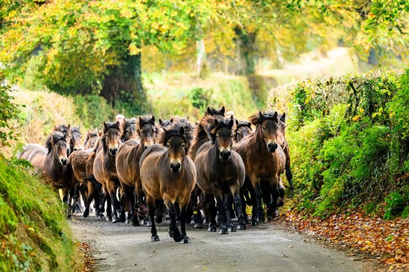 Exmoor ponies reunite for one of nature’s rare spectacles