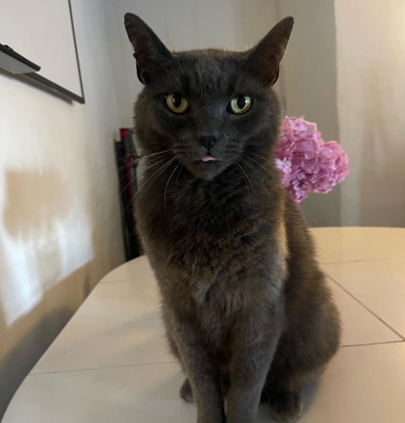 North Devon family issues plea to find beloved cat