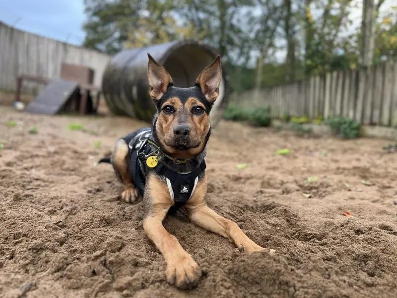 Ilfracombe RC - Luna the energetic six-month-old crossbreed