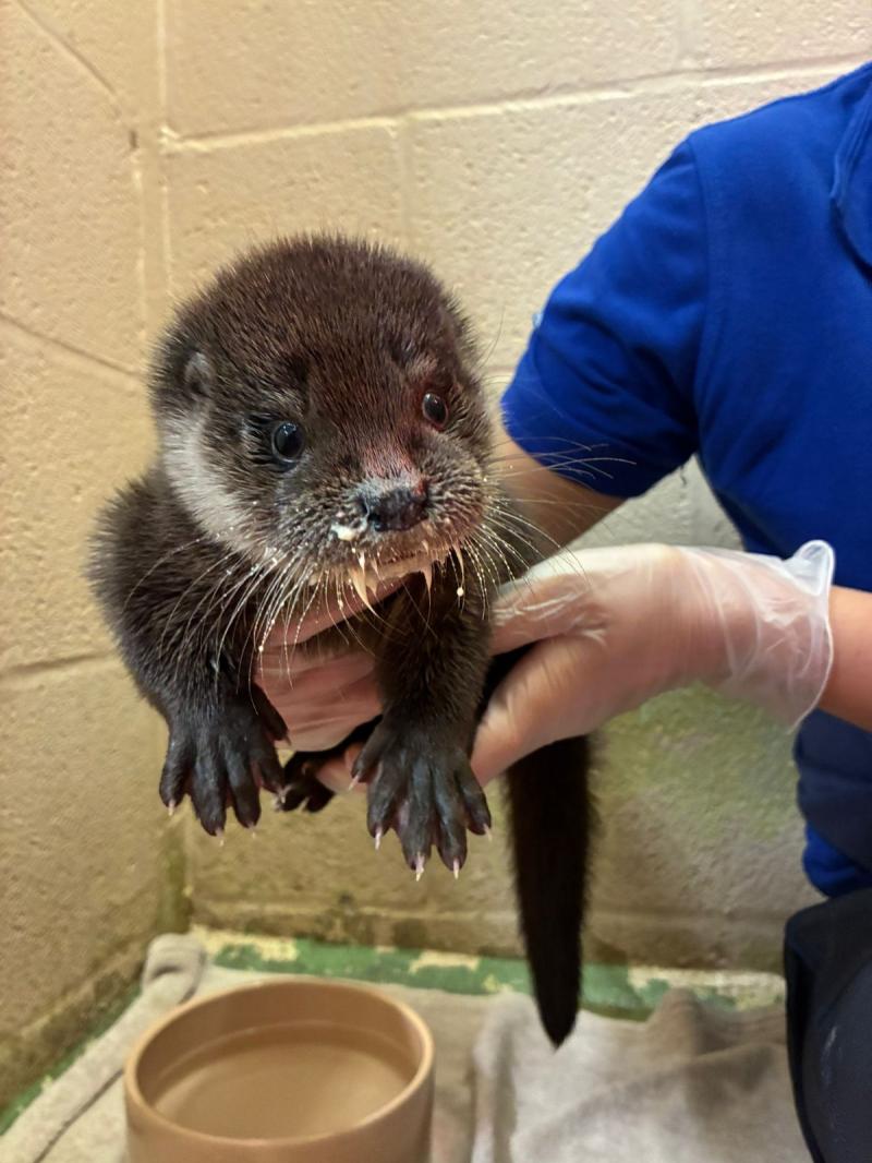Iris - Credit RSCPA West Hatch Wildlife Centre
