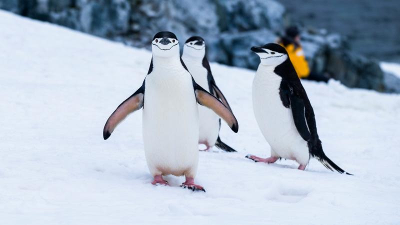 Endangered penguins are running out of food and Exeter research reveals why
