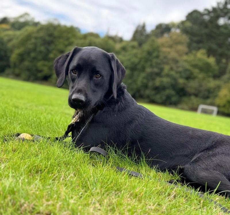 Police Dog Ken assisted the search for the Cannabis package Credit- D&C Police