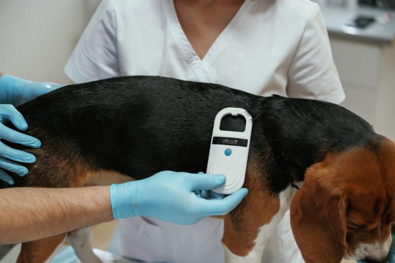 Dog being scanned for microchip