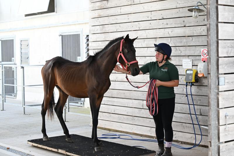 Mare and Foal Sanctuary launches Christmas appeal after rescue of severely neglected young horse