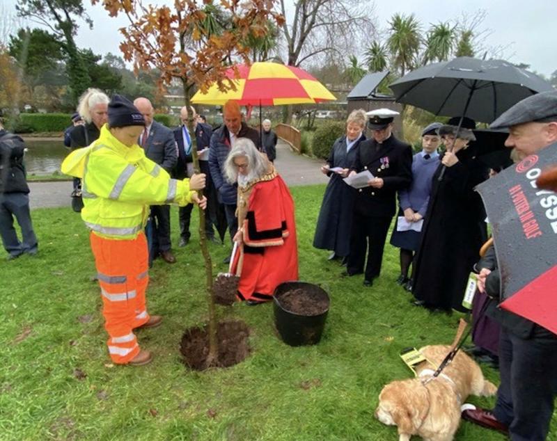 The mayor, councillor Barbara Lewis, plants a sapling in Kings Drive, Torquay to honour the 80th anniversary of the Royal Naval Association in the bay area