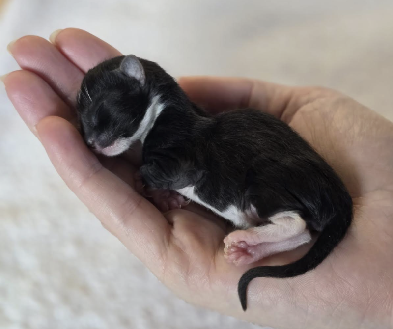 Tiny kitten Gabriel was rejected by his mother and weighs just 50 grams Image- Gables