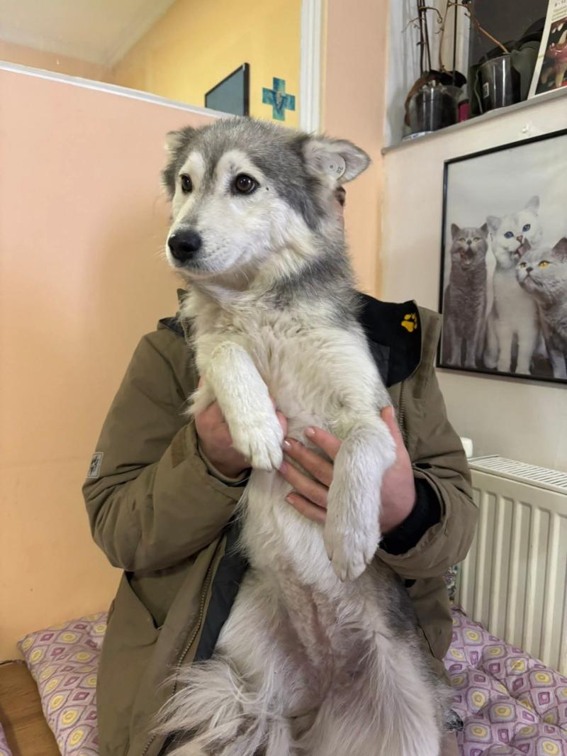 Heartbreak in Torbay as rescue dog becomes critically ill days after adoption, with vet bills topping £8,600