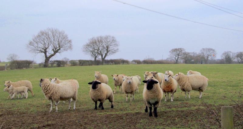 Dartmoor agriculture in focus after MPs divide over family farm taxation Image- Terry Kearney