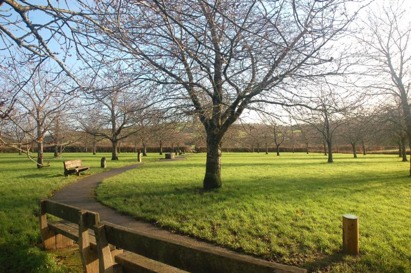 ENDG 101125_p10 Mazzard orchard