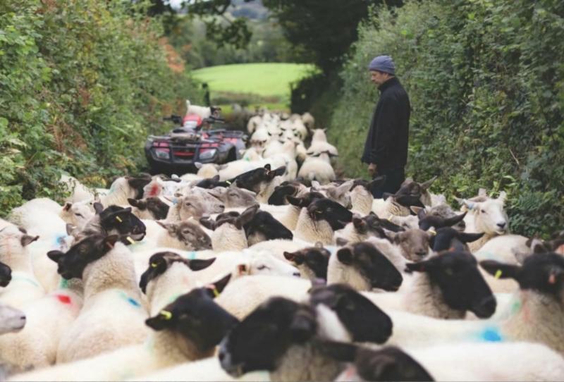 George with his sheep in the lane (Credit- The Welch Family)