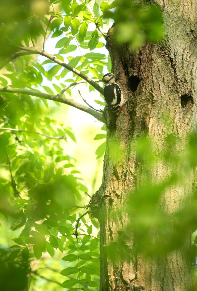 Greater spotted woodpecker