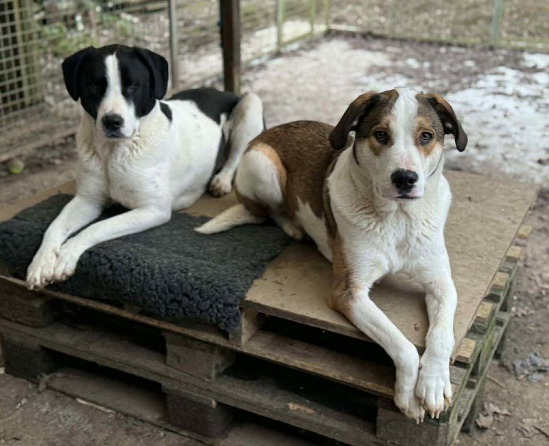Bonded rescue dogs in Devon urgently need a loving permanent home